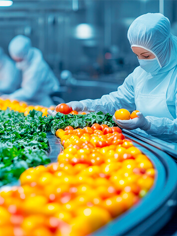 Fruit and vegetables on a conveyor belt that is checked by employees.